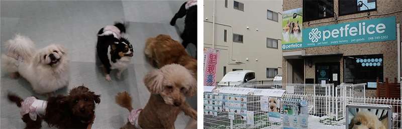 保護犬猫シェルター petfelice